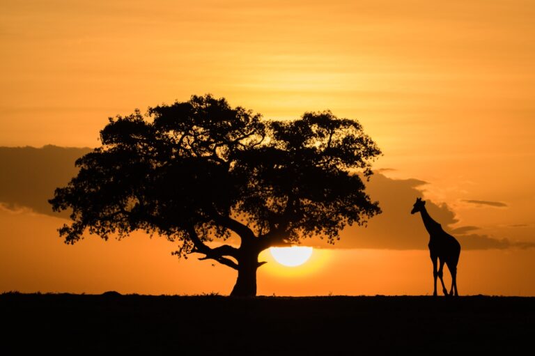 10 Reasons Why Tanzania Should Be Your Next Safari Destination